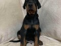 stenci-dobermana-small-2