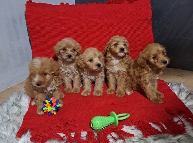 maltipoo-stenci-big-2