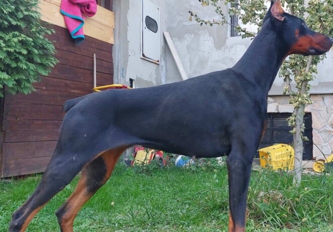 dobermanka-big-4