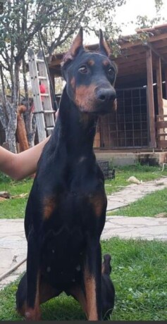 dobermanka-big-2