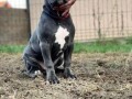 pit-bull-blue-nose-xl-small-2