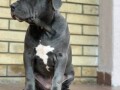 pit-bull-blue-nose-xl-small-4