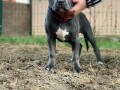 pit-bull-blue-nose-xl-small-1