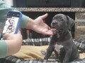 pit-bull-blue-nose-xl-small-0