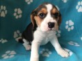 preslatki-stenad-beagle-na-prodaju-small-0