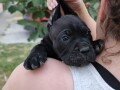 cane-corso-stenci-small-3