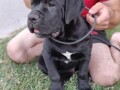 cane-corso-stenci-small-2