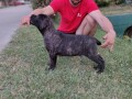 cane-corso-stenci-small-0