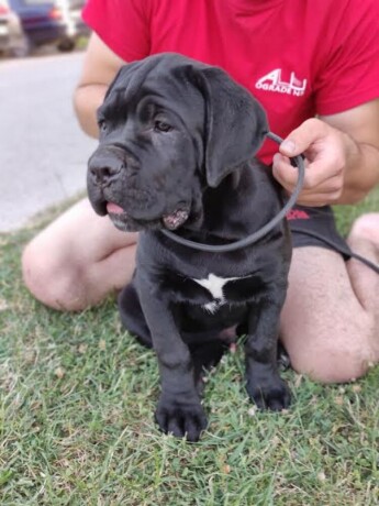 cane-corso-stenci-big-2