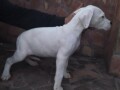 dogo-argentino-povoljno-small-2