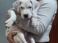 dogo-argentino-povoljno-small-1