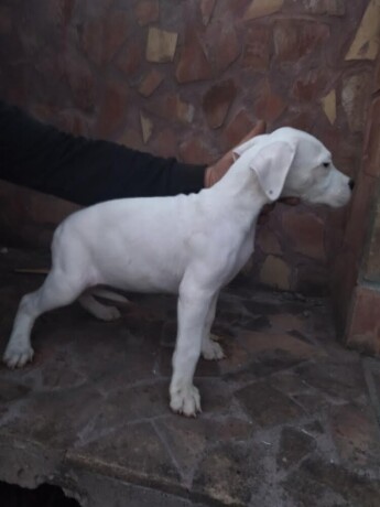 dogo-argentino-povoljno-big-2