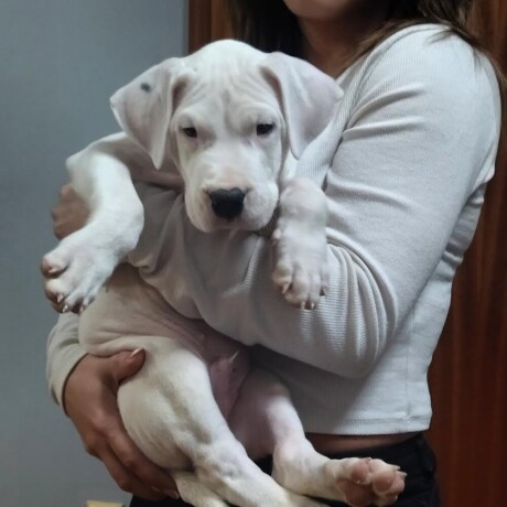 dogo-argentino-povoljno-big-1