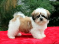 shih-tzu-kvalitetna-stenad-small-3