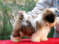 shih-tzu-kvalitetna-stenad-small-0