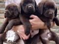 labrador-retriver-stenci-cokoladnibraon-small-3