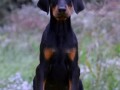 doberman-stenad-small-4