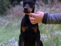 doberman-stenad-small-1