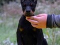 doberman-stenad-small-2