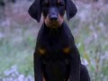 doberman-stenad-small-3