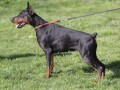 doberman-stenad-small-0