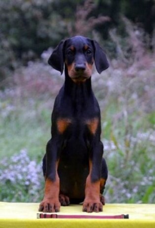 doberman-stenad-big-4