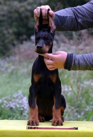 doberman-stenad-big-1