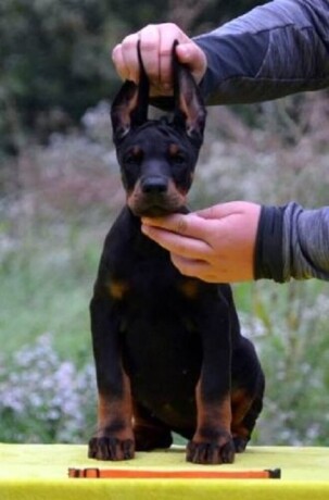 doberman-stenad-big-2