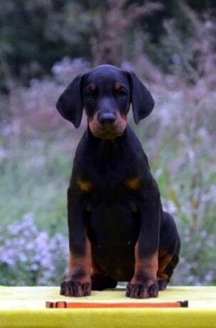 doberman-stenad-big-3