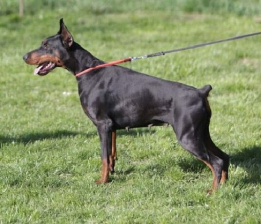 doberman-stenad-big-0