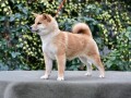 shiba-inu-stenci-small-0