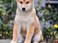 shiba-inu-stenci-small-3