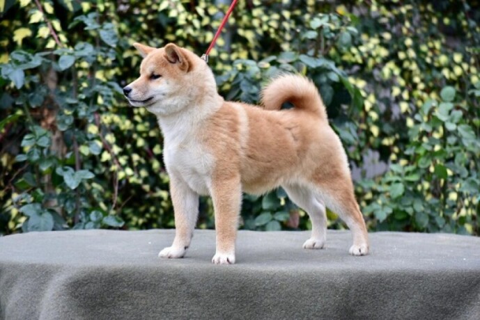 shiba-inu-stenci-big-0