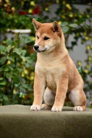 shiba-inu-stenci-big-2