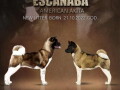 escanaba-american-akitas-dugo-ocekivano-leglo-small-0