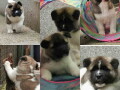 escanaba-american-akitas-dugo-ocekivano-leglo-small-1