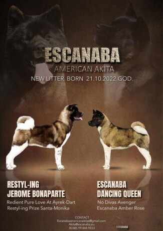 escanaba-american-akitas-dugo-ocekivano-leglo-big-0