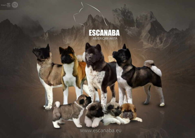 escanaba-american-akitas-dugo-ocekivano-leglo-big-2