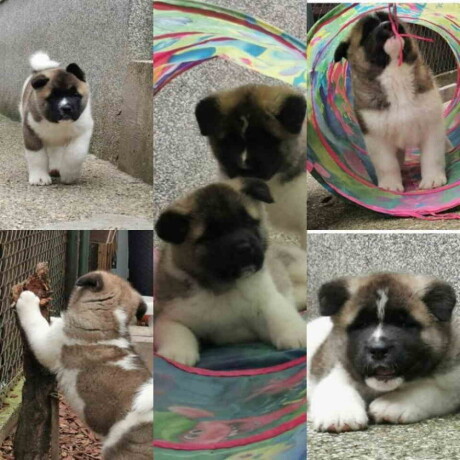 escanaba-american-akitas-dugo-ocekivano-leglo-big-1