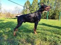 doberman-stenci-small-1