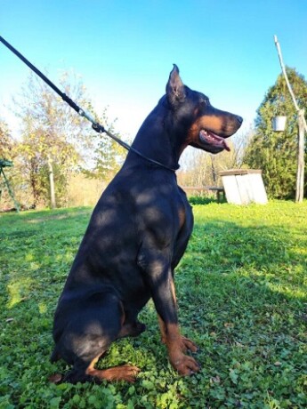 doberman-stenci-big-2