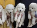 samojed-stenci-small-4