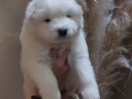 samojed-stenci-small-1