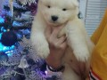 samojed-stenci-small-3