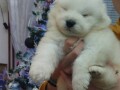 samojed-stenci-small-2