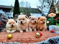 chow-chow-cau-cau-stenad-small-1