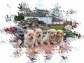 chow-chow-cau-cau-stenad-small-4