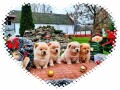 chow-chow-cau-cau-stenad-small-3