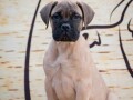 odgajivacnica-bullmastiff-a-home-of-guardians-nudi-na-prodaju-vrhunsku-izlozbenu-stenad-small-4