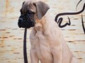 odgajivacnica-bullmastiff-a-home-of-guardians-nudi-na-prodaju-vrhunsku-izlozbenu-stenad-small-3